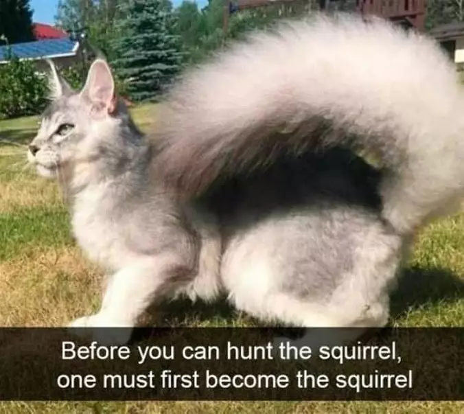 Hunting The Squirrel