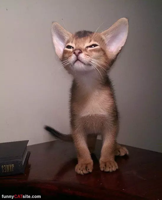 Sniff Sniff