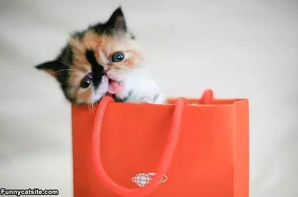 Cute Cat In A Bag