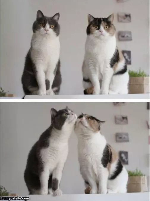 Double Head Rub