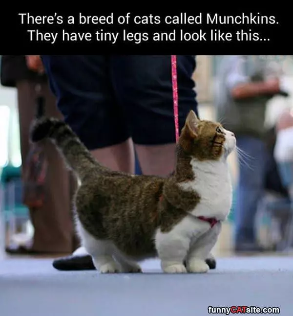 Munchkin Cats