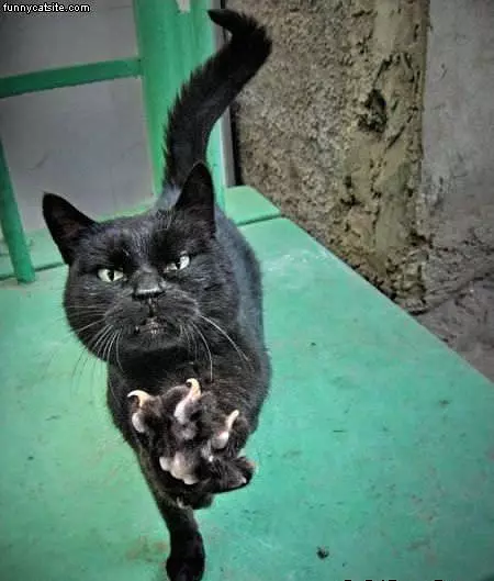 Scratchy Cat