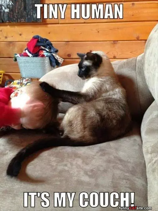 Tiny Human This Is My Couch