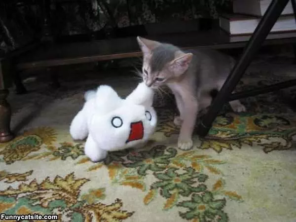 Nom Nom Nom Cat