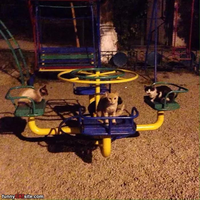 The Cat Playground