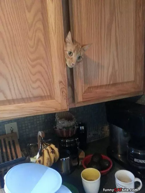 Where Is The Tuna