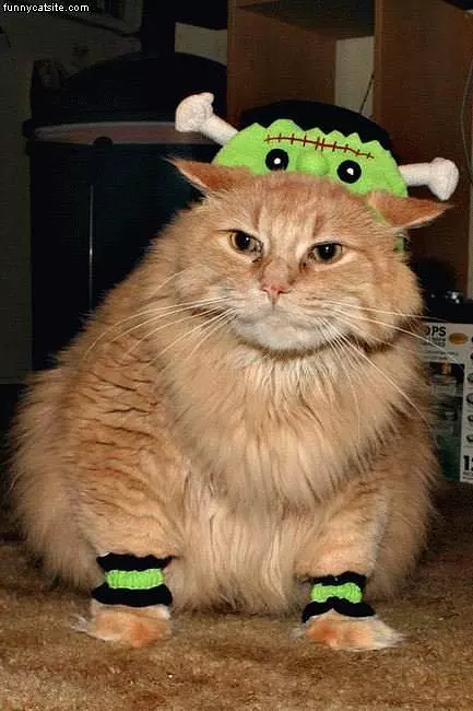 Frakin Cat