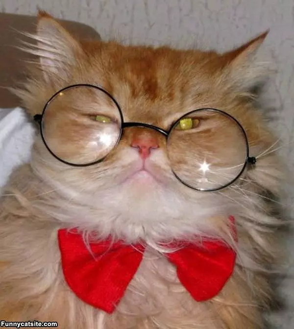 Study Cat