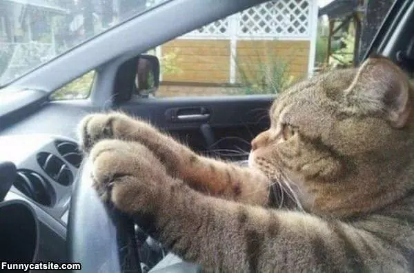 Lets Go Human
