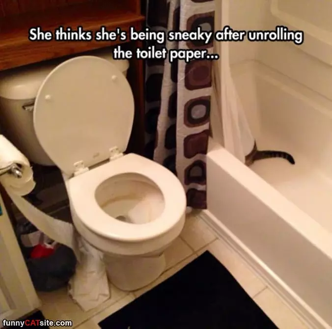 Cat Being Sneaky