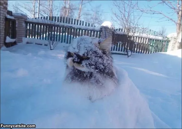 A Snow Ball