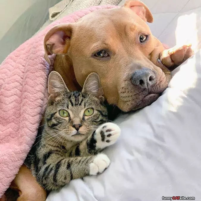 Tucked In
