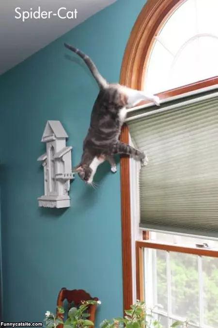 Amazing Ninja Cat