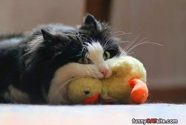 This Is My Toy
