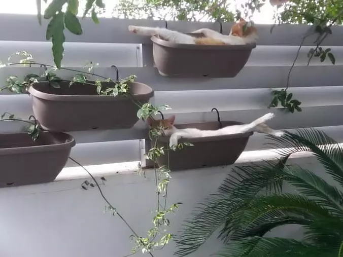 We Have Cats Here