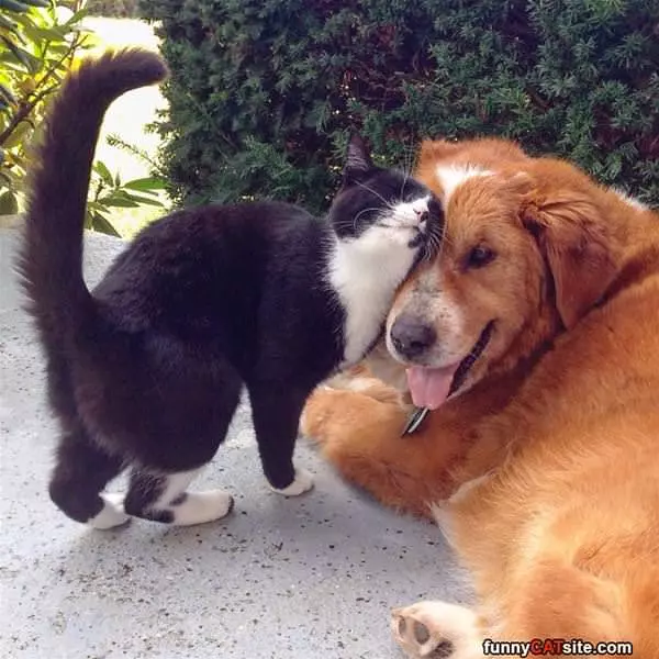 I Like You