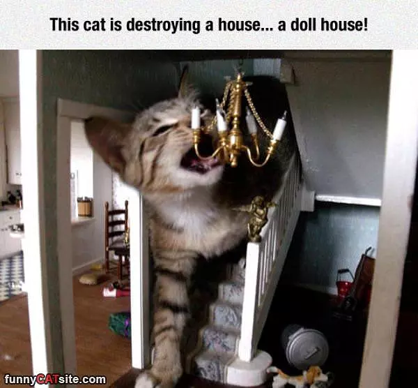 Cat Likes The Doll House