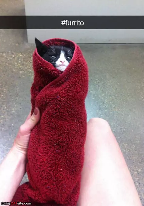 Burrtio Kitten