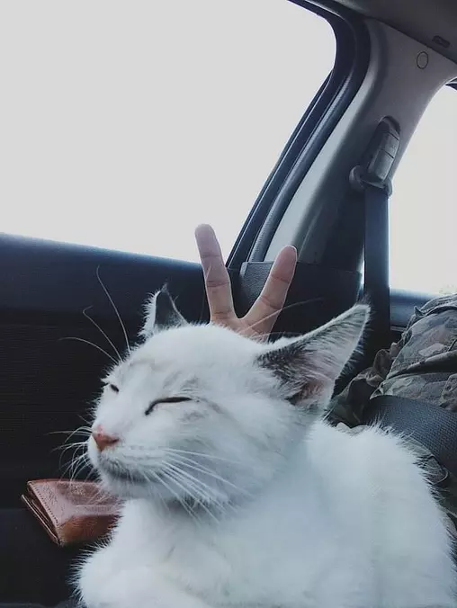 Bunny Ears
