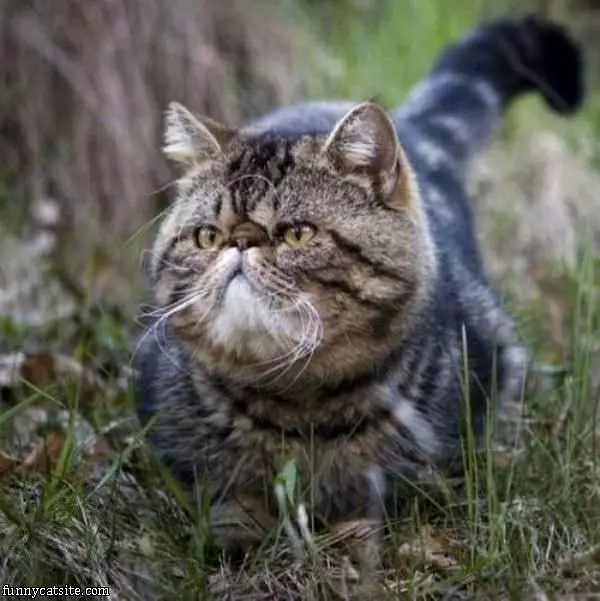 Pudge Face