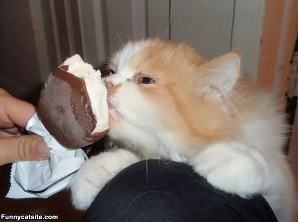 Kitty Icey Cream