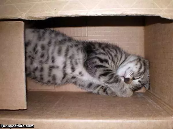 I In A Box