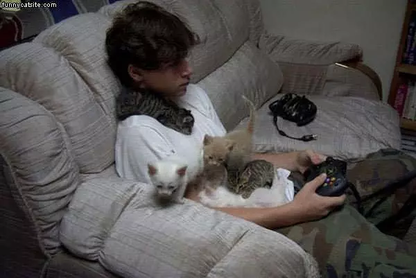 Cats And Games