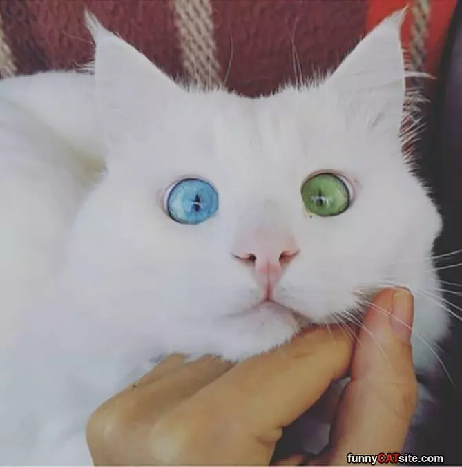 2 Colored Eyes