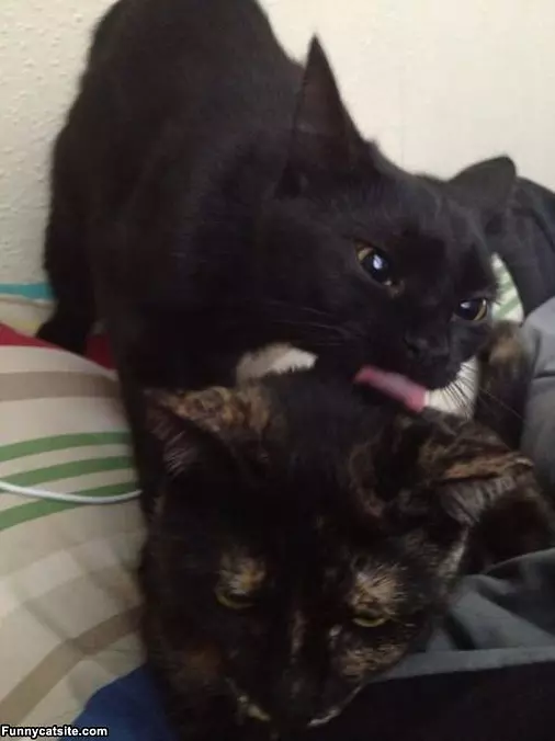 Licky Lick