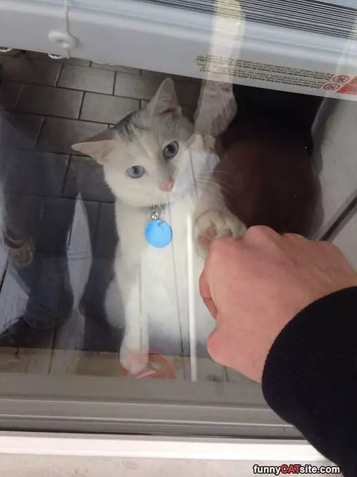 Cat Fist Bump
