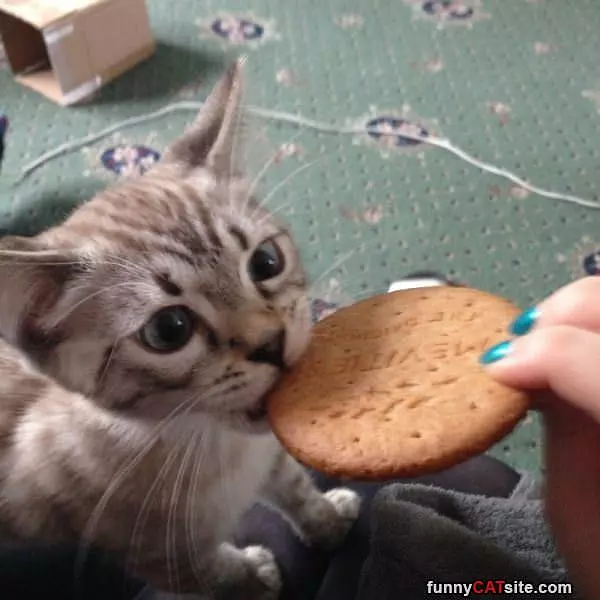 I Looove Cookies