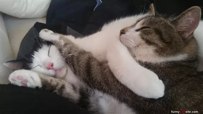 Comfy Sleep