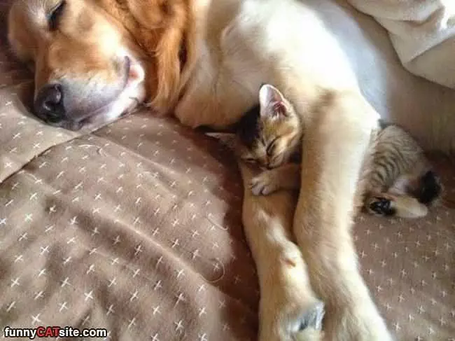 Found A Nice Place To Sleep