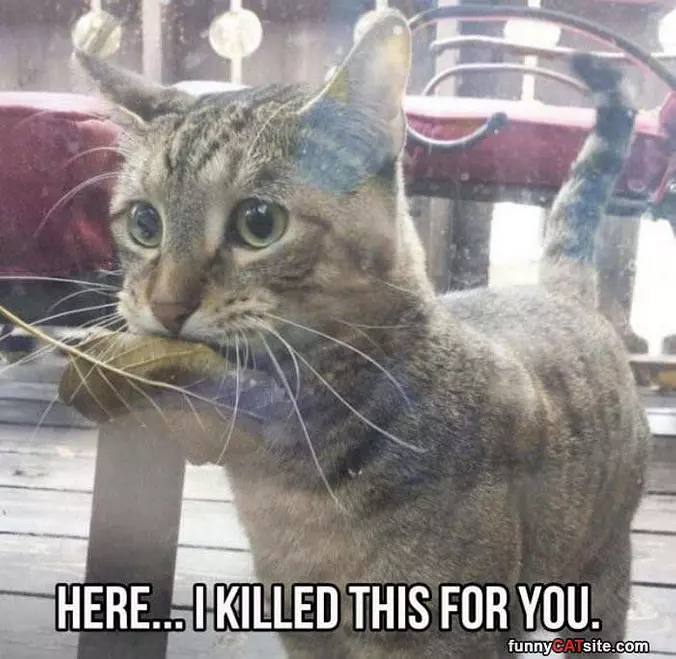 Here I Got This For You