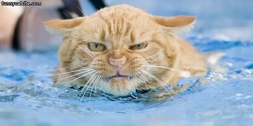 Happy Cat
