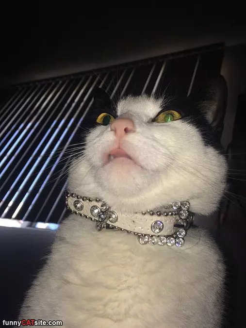 I Has My Necklace
