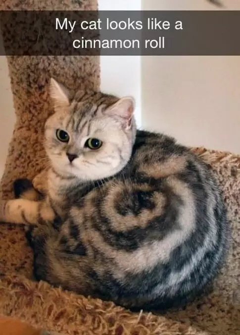 My Cat Looks Like