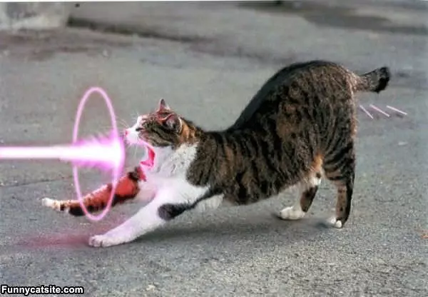 Laser Beam Kitty