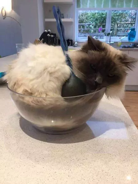 A Cat Salad