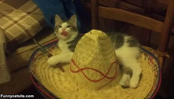 Protecting My Hat