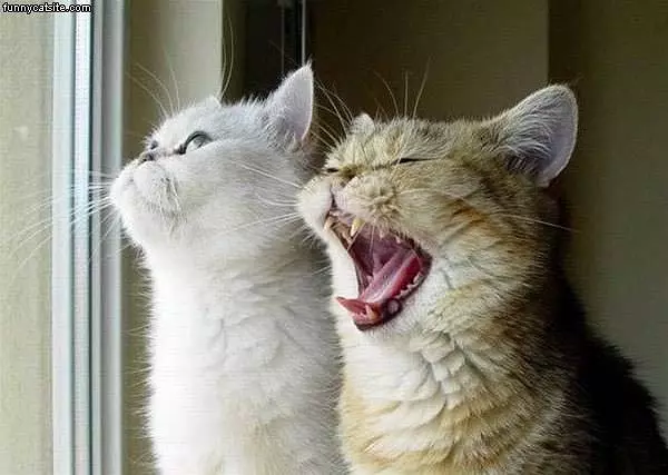 Cat Yawn