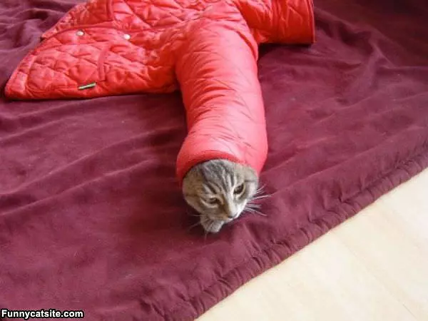 Tube Cat