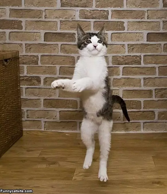 Cha Cha Cha