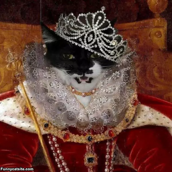 Queen Of Cats