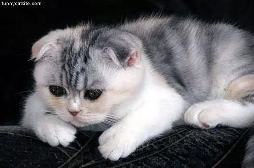 Flat Ears
