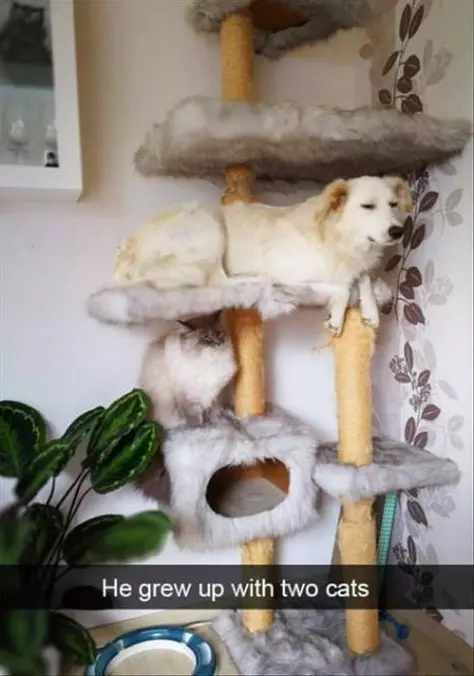 Who Grew Up With Cats