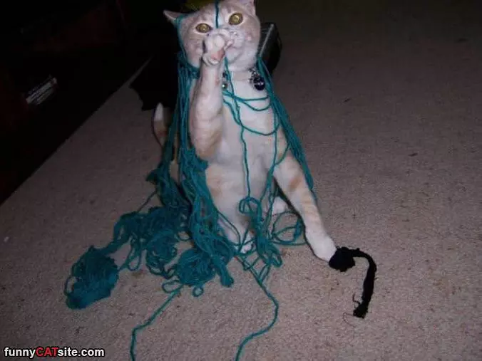 All In The Yarn