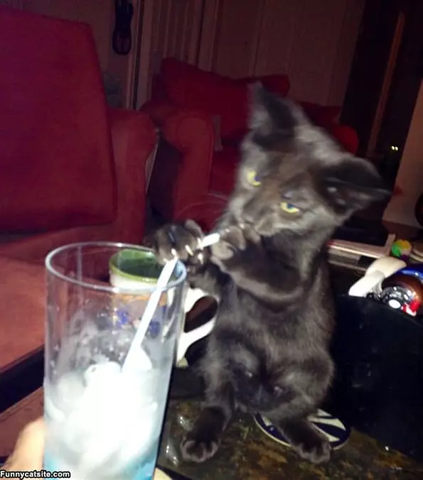 Got Milk