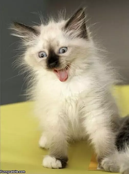 Super Excited Cat