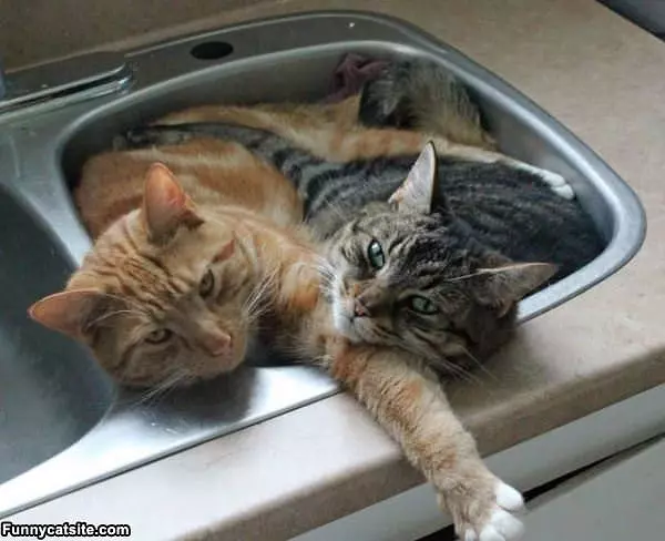 Cats In The Sink